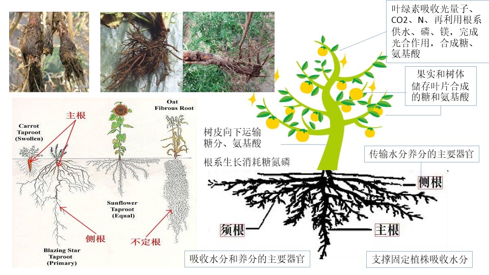 赵总20221126-种植提质增效-凯时尊龙微生态肥-营销培训.jpg